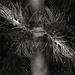 Nikau
