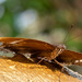 hypolimnas bolina