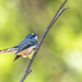 Grey fantail