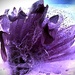 Purple Beauty in Ice