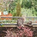 A Wally Puss