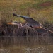 LHG_7778 GBH gliding through by rontu