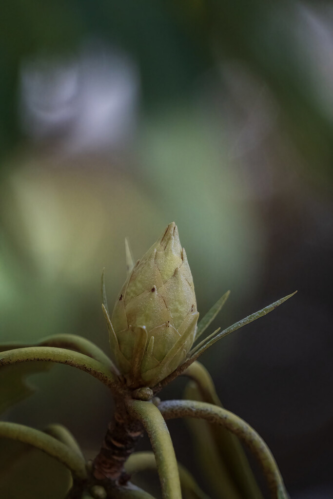 Rhododendron Bud by k9photo