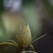 Rhododendron Bud