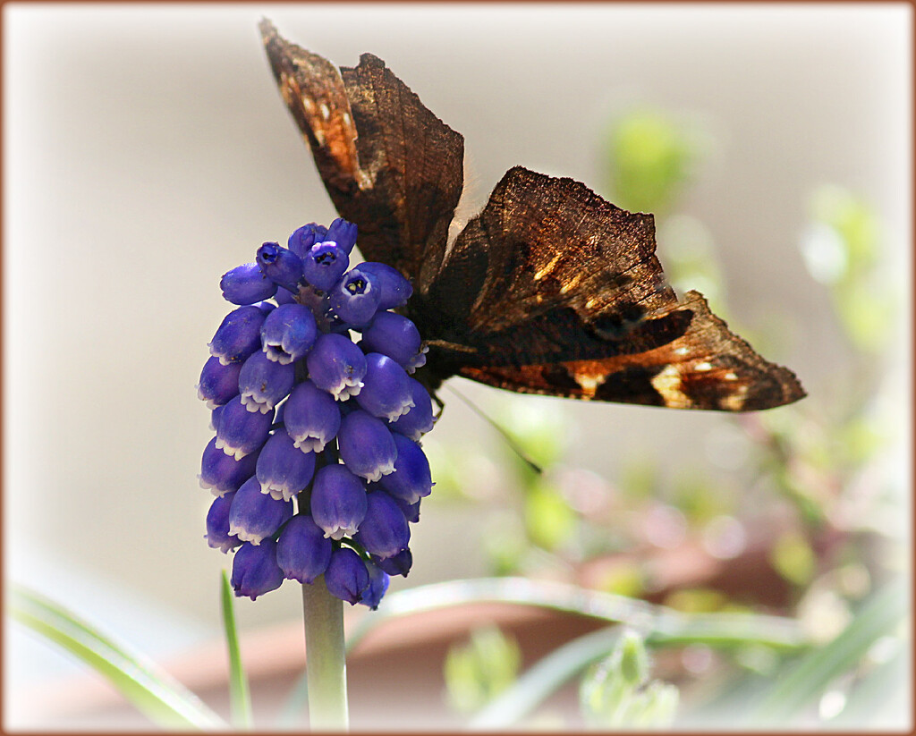 Winter Butterfly by wendyfrost