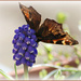 Winter Butterfly
