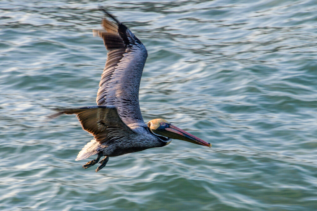 Pelican by danette