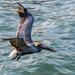 Pelican