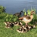 Ducklings