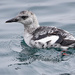 Winter Plumage
