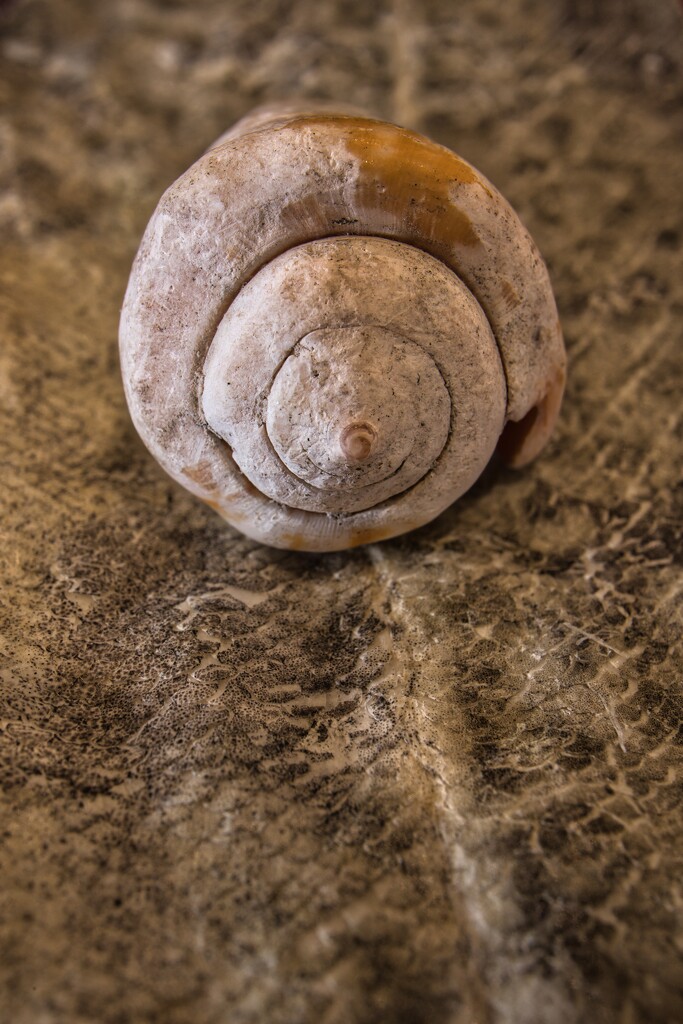 Seashell by okvalle