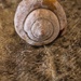 Seashell
