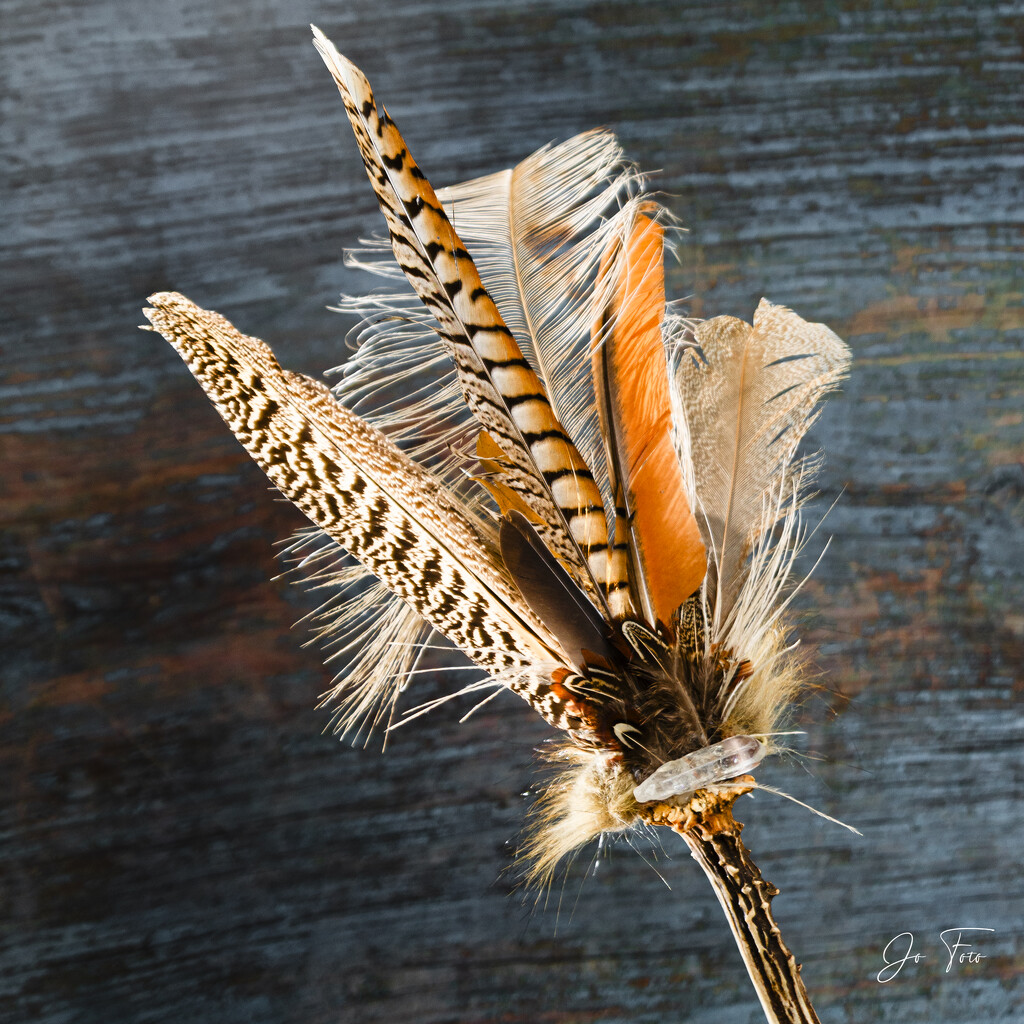 feathers by jo63