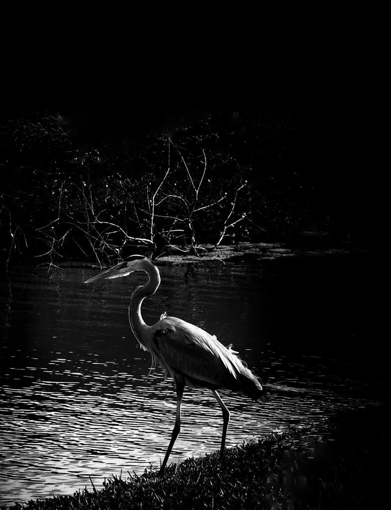 Crowning glory 👑🐦‍⬛ by joemuli