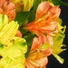 Alstroemeria, again…
