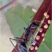 I never knew that ants had hair!