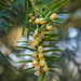 Male yew cones by haskar