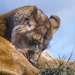 Chester Zoo