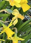 16th Mar 2025 - IMG_6001