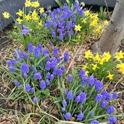16th Mar 2025 - IMG_20250316_140337