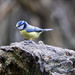Blue Tit by pcoulson