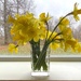 daffodils