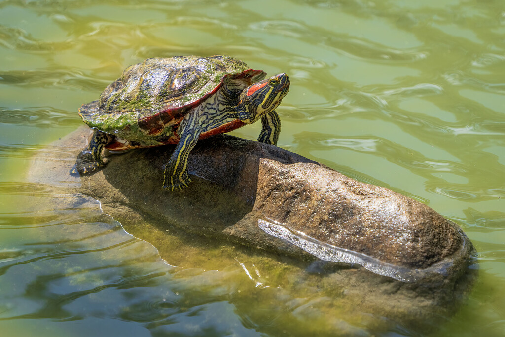 Painted Turtle by kvphoto