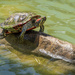 Painted Turtle