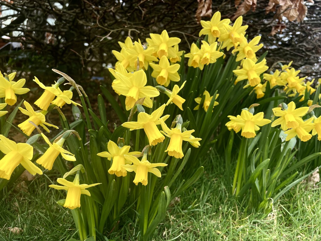 Tete a Tete by nicolaeastwood