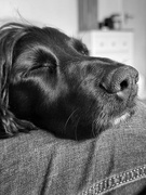 16th Mar 2025 - And sleep