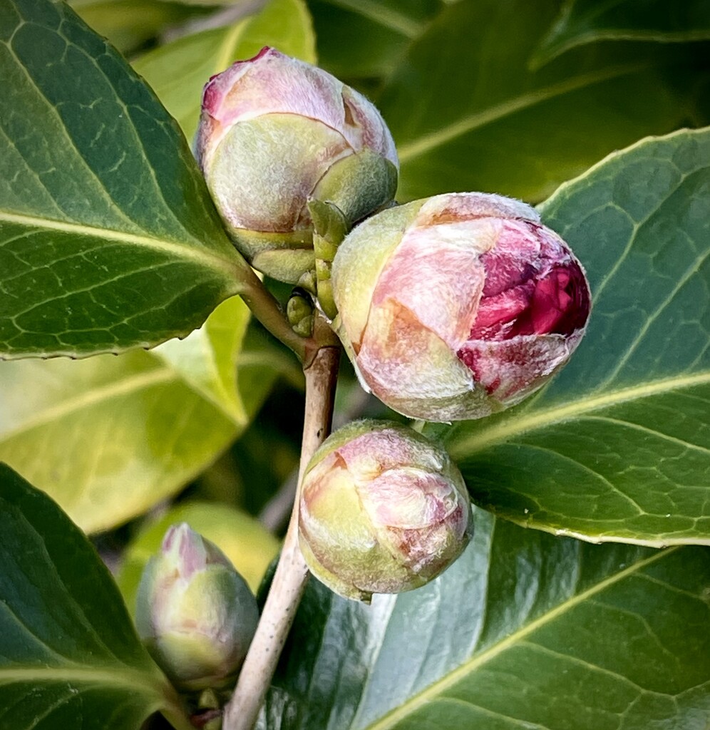 Camellia bud by nicolaeastwood