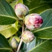 Camellia bud
