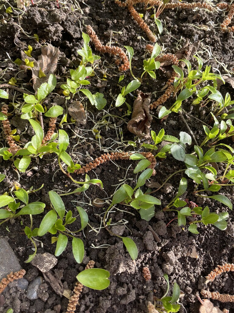 Hellebore Seedlings by nicolaeastwood