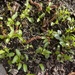 Hellebore Seedlings