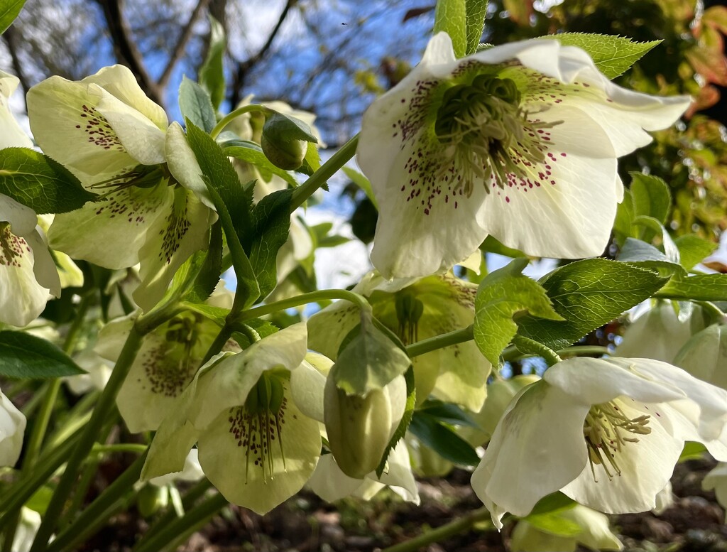 Hellebore  by nicolaeastwood