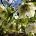 Hellebore 