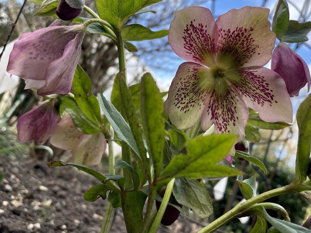 Hellebore  by nicolaeastwood