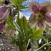 Hellebore 