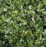 8th Mar 2025 - Buxus