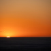 bird at sunset