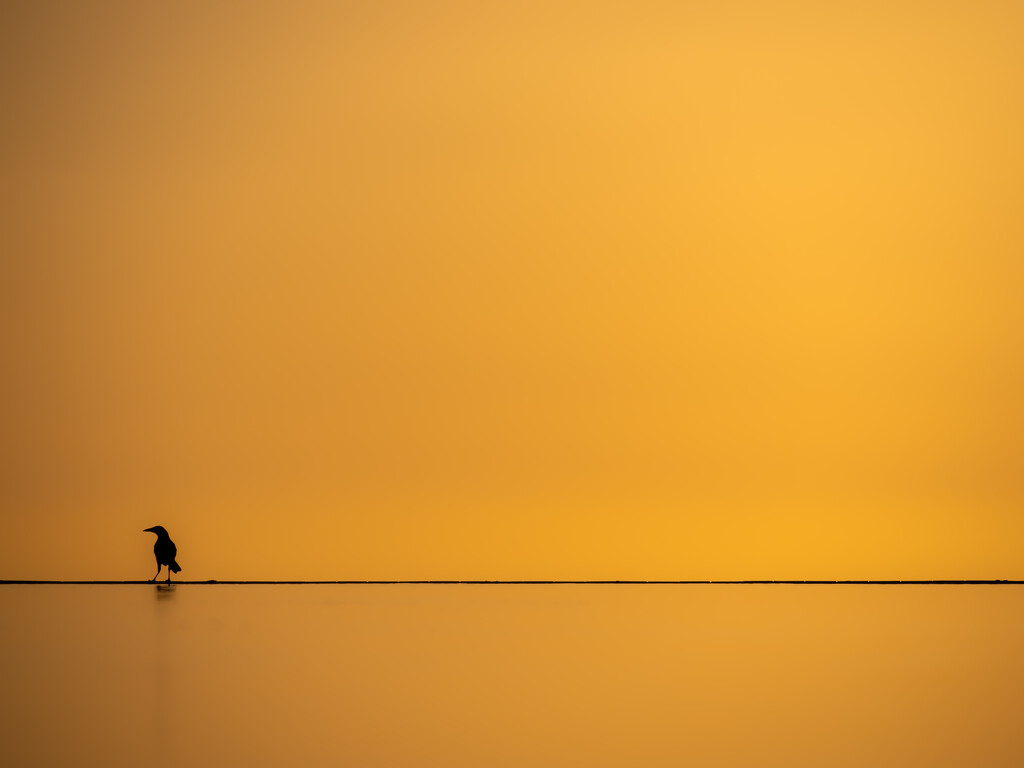 golden hour bird by northy