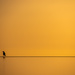 golden hour bird