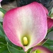 Pink 2