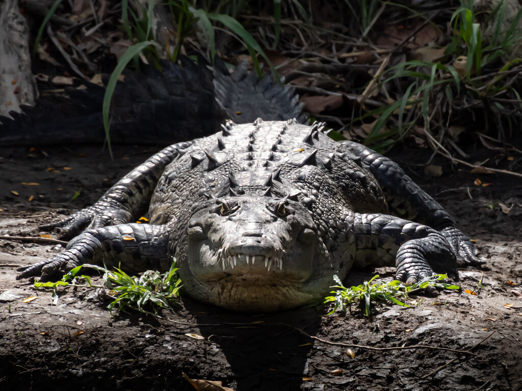 croc teeth by northy