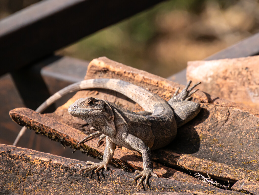 iguana by northy