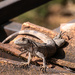 iguana