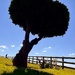 Tree silhouette by pattyblue