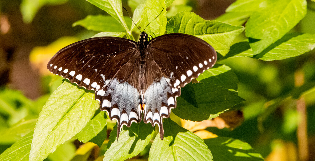 One More Butterfly From the Other Day! by rickster549