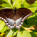 One More Butterfly From the Other Day!