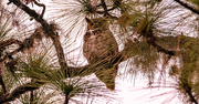 16th Mar 2025 - Great Horned Owl!